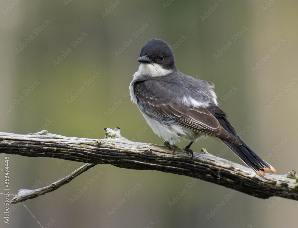 Fototapeta premium Eastern Kingbird Perched on a Branch