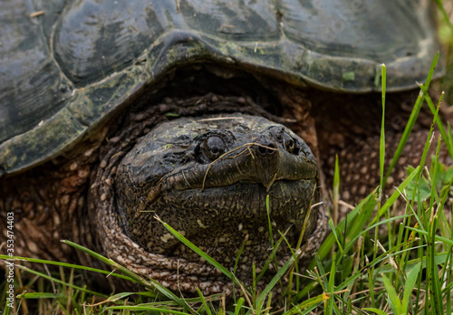 Portrait of a Grumpy Snapping Turtle 