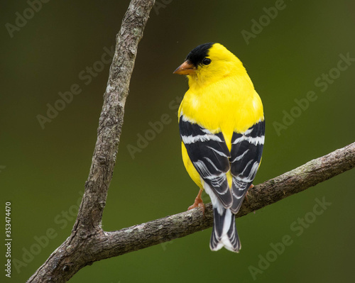 Photo Male American Goldfinch Perched on a Branch