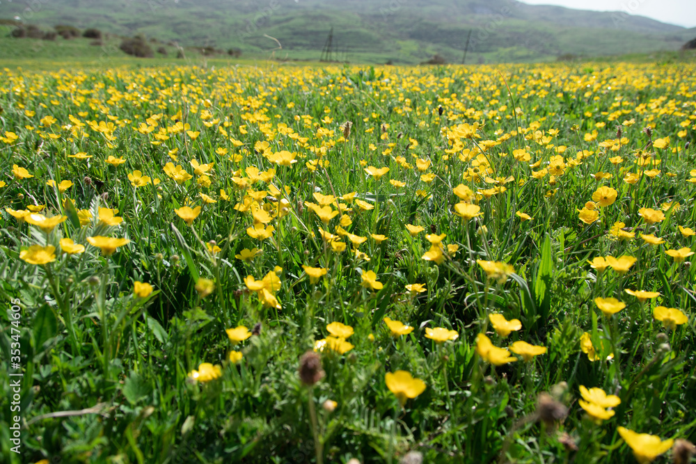 Fototapeta premium yellow flowers in field
