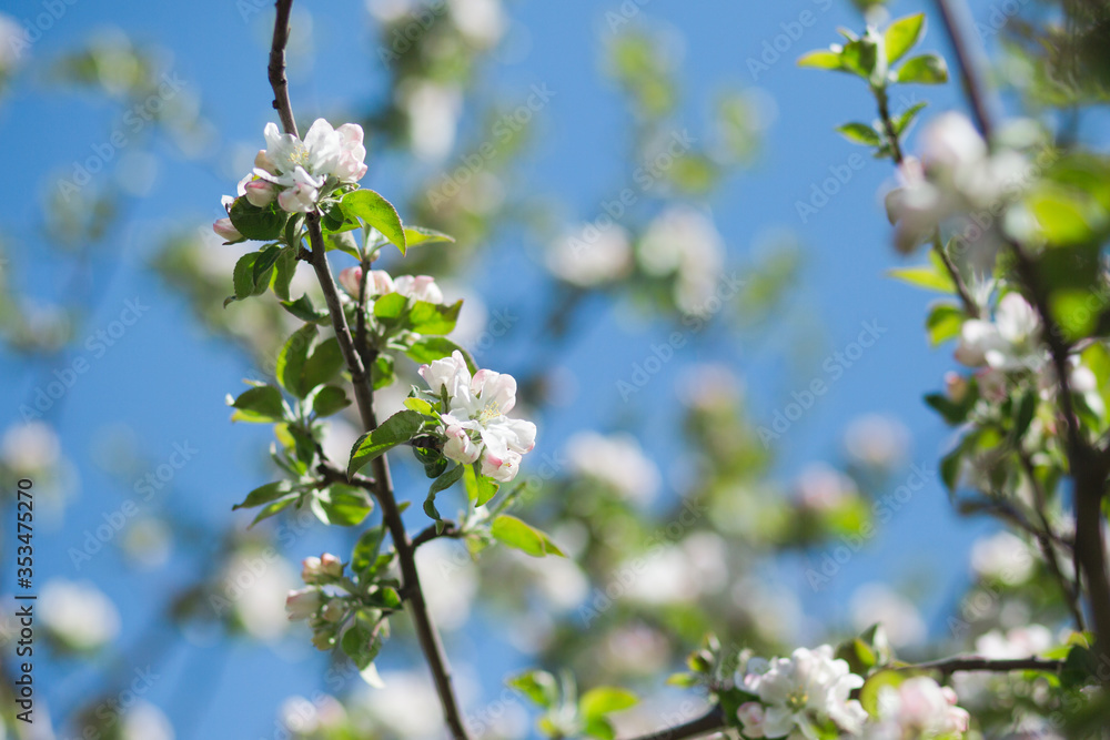Blooming apple tree in the garden. Fresh beautiful fragrant flowers of apple trees against the sky. Spring saver
Blooming apple tree in the garden. Fresh beautiful fragrant flowers of apple trees against the sky. Spring saver