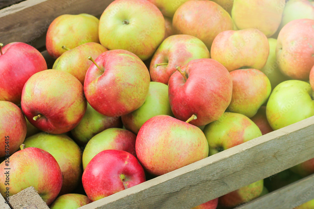 wooden crate full of fresh apples. harvest of fresh organic apples in orchard. wooden crate full of fresh apples. harvest of fresh organic apples in orchard.