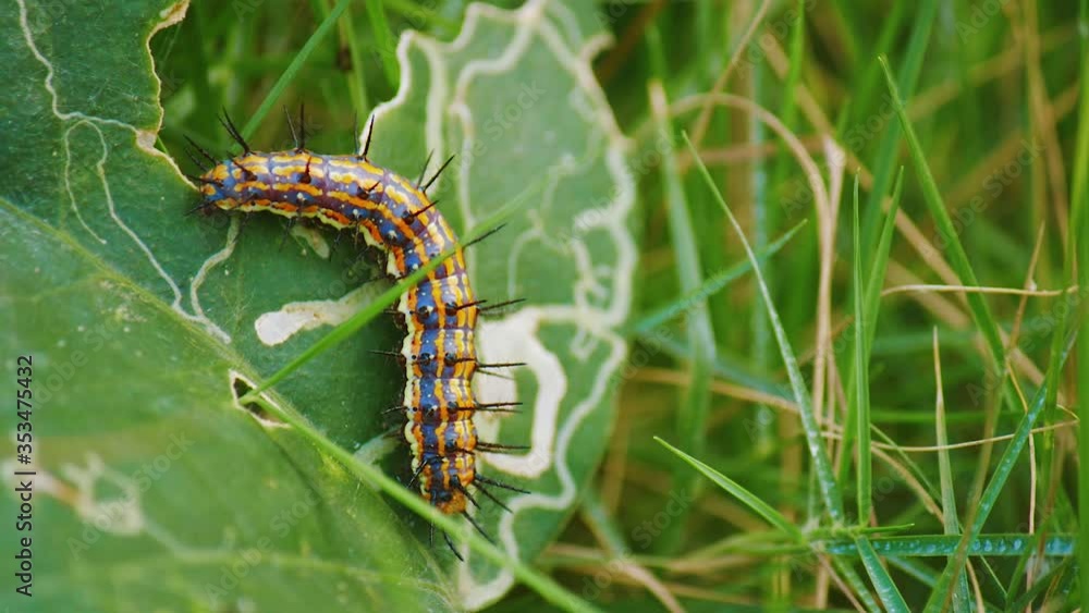 A Gulf Fritillary Caterpillar Resting On A Plant Leaf - slow zoom-in A Gulf Fritillary Caterpillar Resting On A Plant Leaf - slow zoom-in