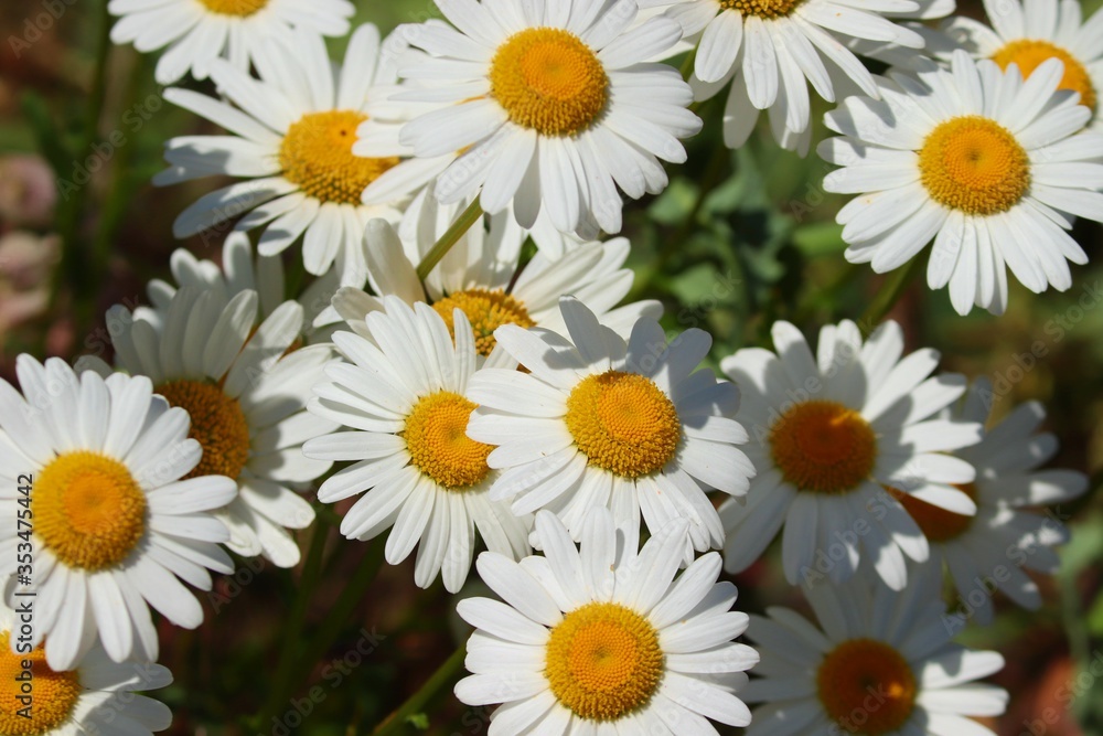 Fototapeta premium weisse Margeriten mit gelb