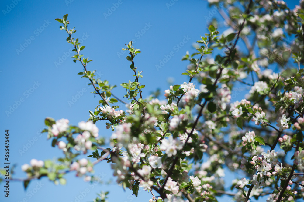Blooming apple tree in the garden. Fresh beautiful fragrant flowers of apple trees against the sky. Spring saver
Blooming apple tree in the garden. Fresh beautiful fragrant flowers of apple trees against the sky. Spring saver