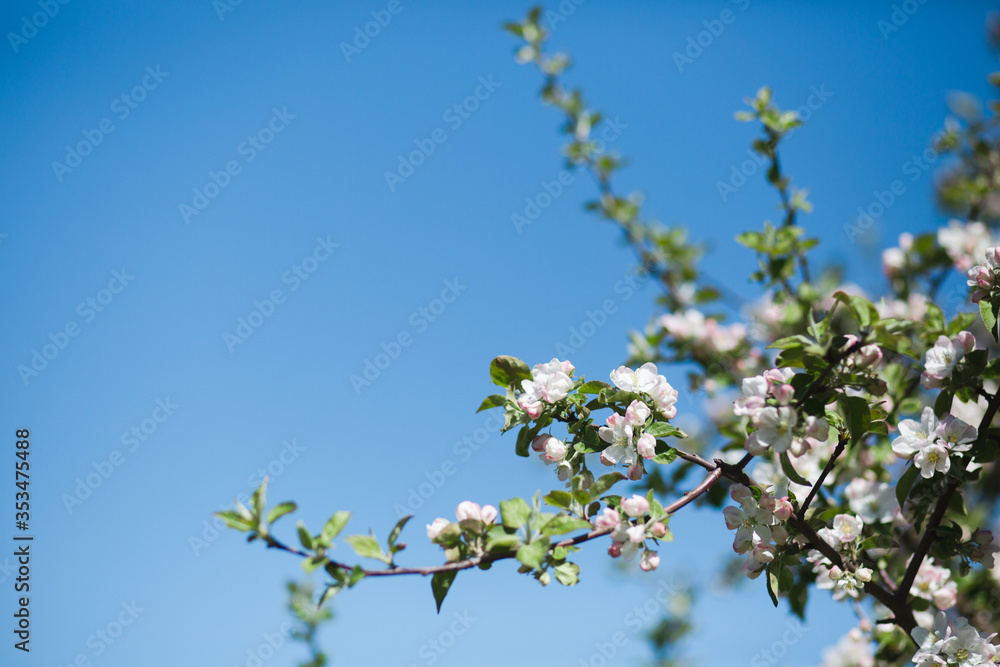 Blooming apple tree in the garden. Fresh beautiful fragrant flowers of apple trees against the sky. Spring saver
Blooming apple tree in the garden. Fresh beautiful fragrant flowers of apple trees against the sky. Spring saver