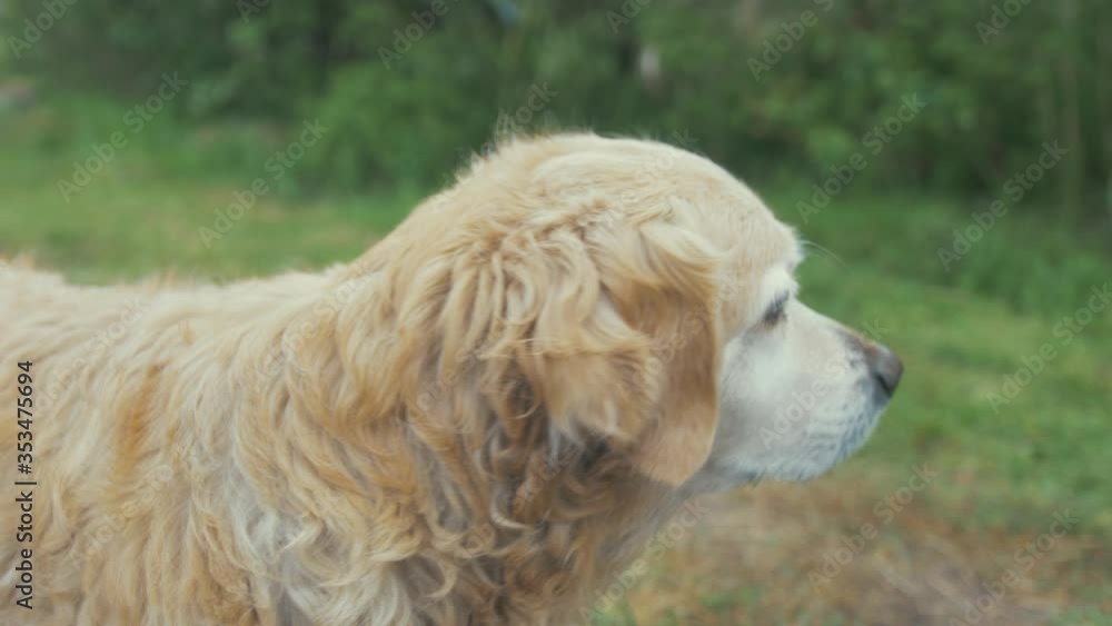 Lovely old golden haired Labrador dog