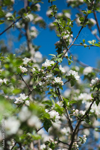  Blooming apple tree in the garden. Fresh beautiful fragrant flowers of apple trees against the sky. Spring saver