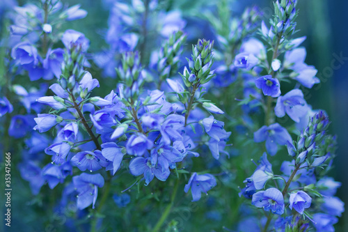 blue flower bushes