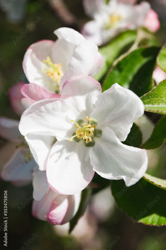 Blooming apple tree in the garden. Fresh beautiful fragrant flowers of apple trees against the sky. Spring saver
Blooming apple tree in the garden. Fresh beautiful fragrant flowers of apple trees against the sky. Spring saver