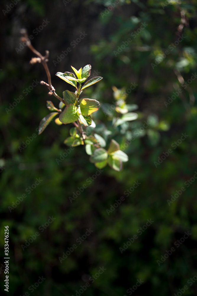 Young leaves in the sun on a dark background Young leaves in the sun on a dark background