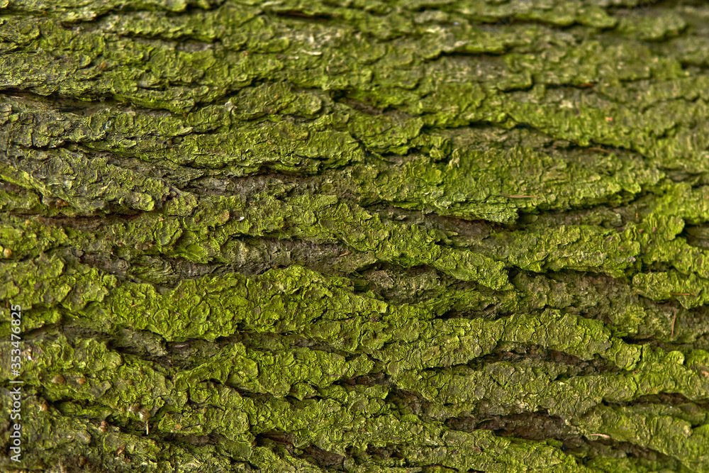 background, texture - green mossy tree bark background, texture - green mossy tree bark