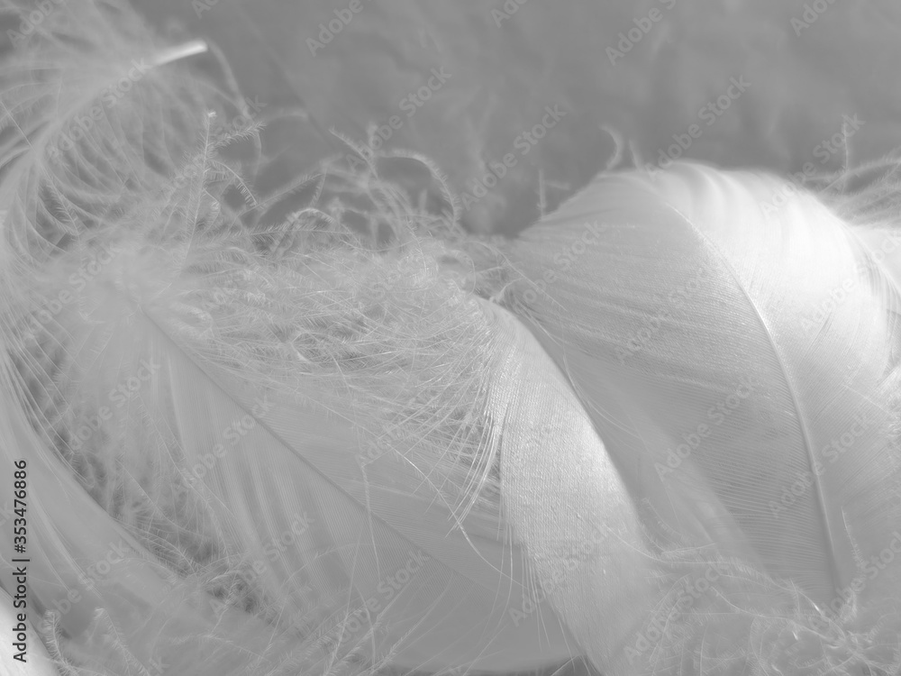 Obraz premium Beautiful abstract white feathers on white background and soft black feather texture on white pattern and light background, gray feather background, grey banners