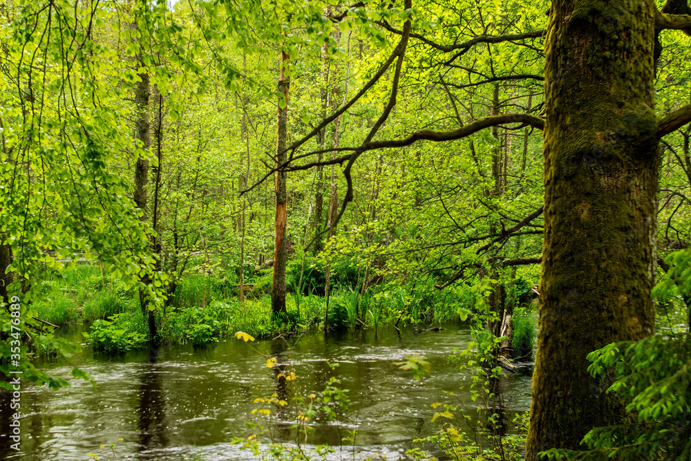 pond in the park