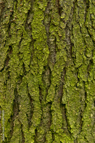 background, texture - green mossy tree bark