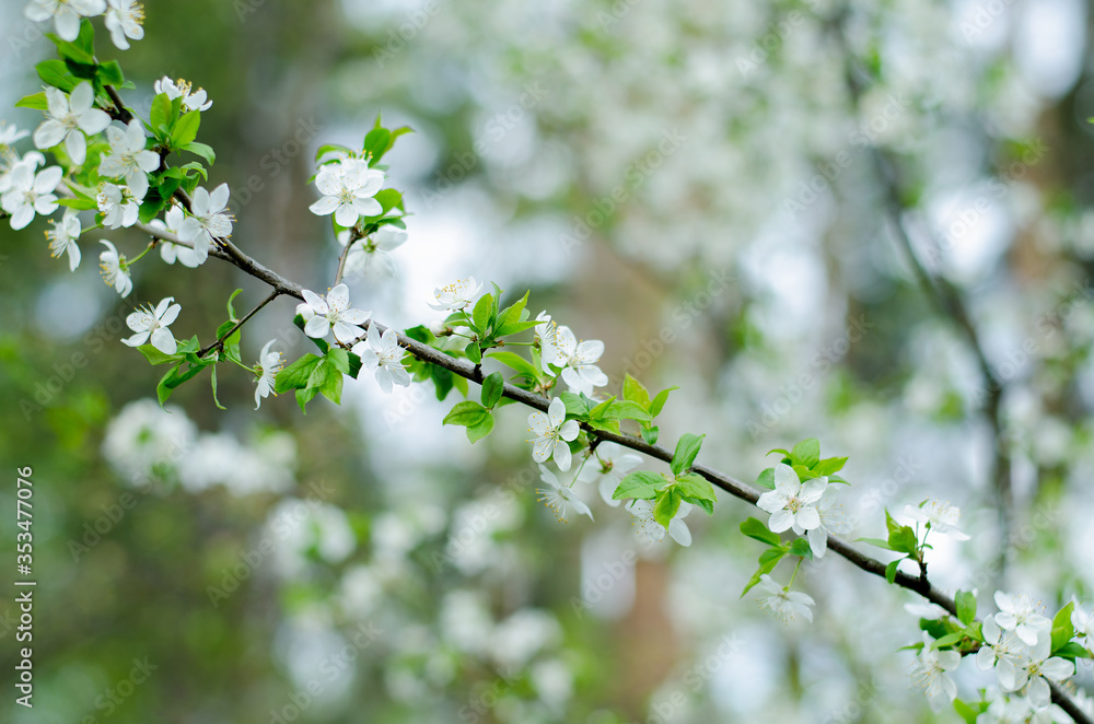 Blooming cherry tree branch with white flowers and green leaves