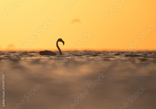Greater Flamingos swimming in the morning  Asker Bahrain
