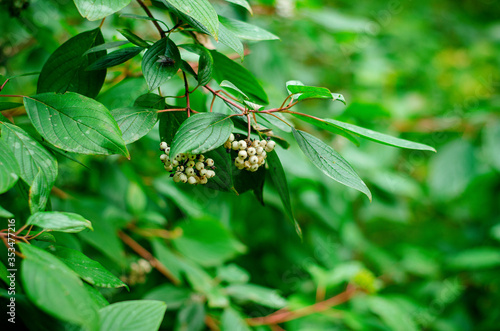 Bright green branch with white flowers and a fly on the background of foliage