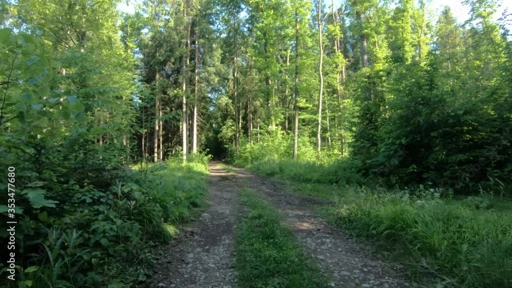 Walking on forest trail path. Trees and undergrowth covering forest soil. Sun shining through tree branches. Wide shot, forward dolly moving Walking on forest trail path. Trees and undergrowth covering forest soil. Sun shining through tree branches. Wide shot, forward dolly moving