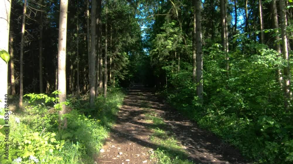 Walking on forest trail path. Trees and undergrowth covering forest soil. Sun shining through tree branches. Wide shot, forward dolly moving Walking on forest trail path. Trees and undergrowth covering forest soil. Sun shining through tree branches. Wide shot, forward dolly moving