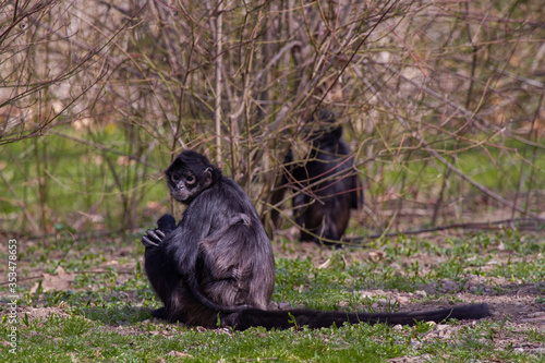  little wild black and white colobus monkey on the grass near the jungle in spring