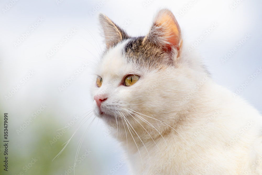 White spotted cat on a blurred background, close-up portrait in profile