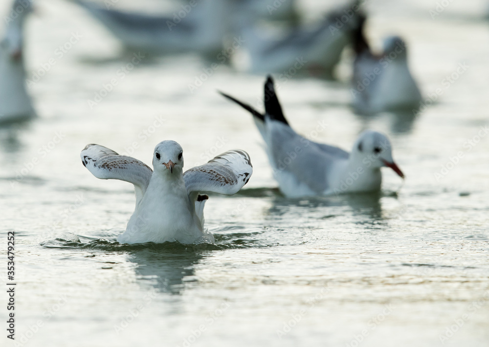 Fototapeta premium Black-headed gull at Tubli bay, Bahrain