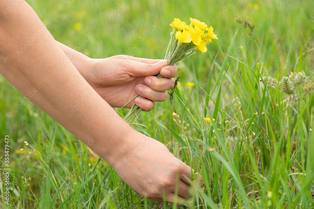woman hand yellow flowers in nature woman hand yellow flowers in nature