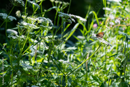 Butterfly meadow