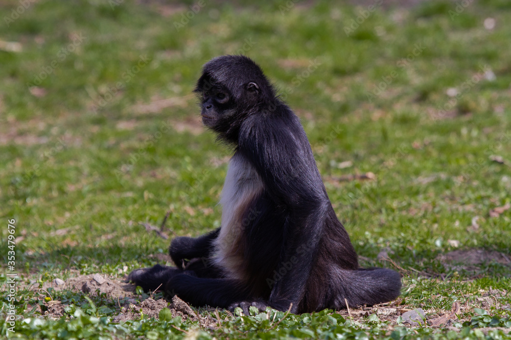little wild black and white colobus monkey on the grass near the jungle in spring
little wild black and white colobus monkey on the grass near the jungle in spring