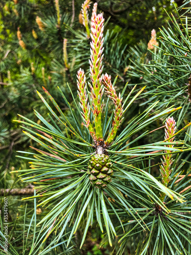 Pine branch with cones.