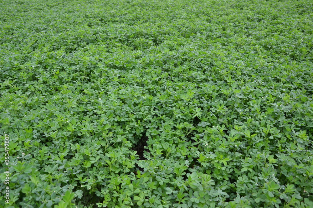 field of green grass