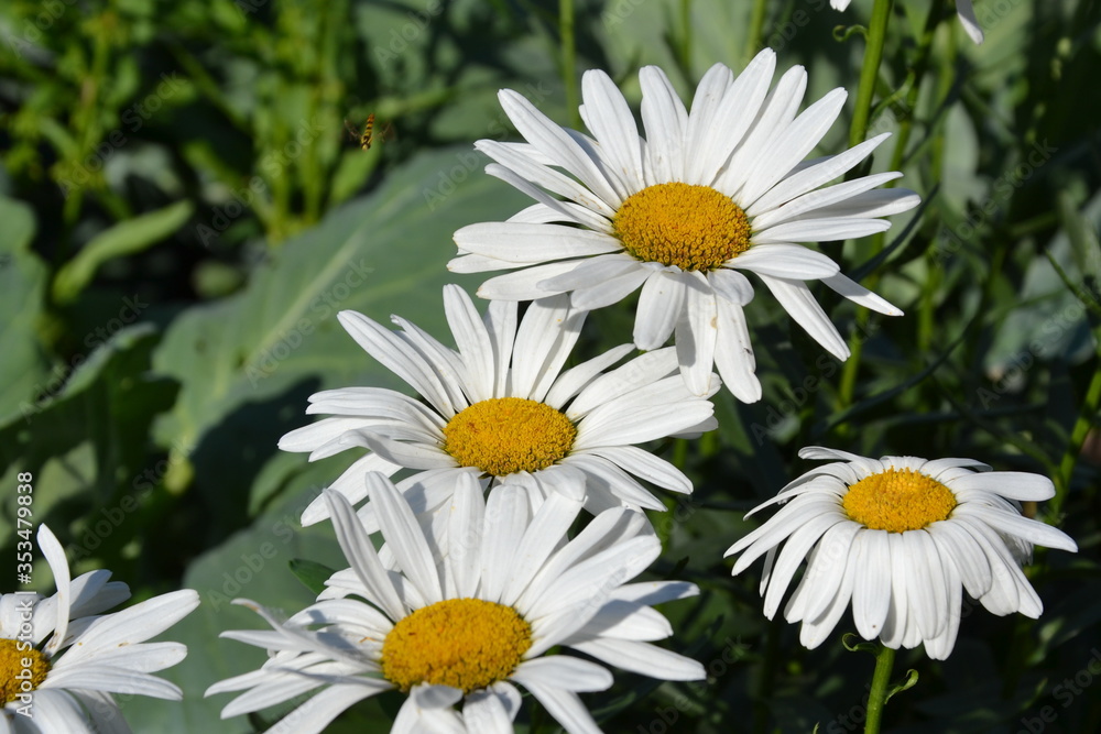 Obraz premium white chamomile in a garden