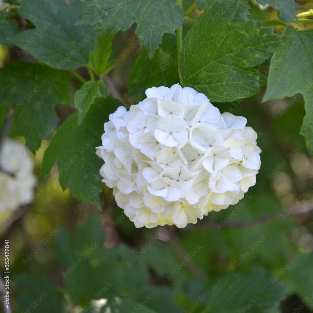 white flowers white flowers