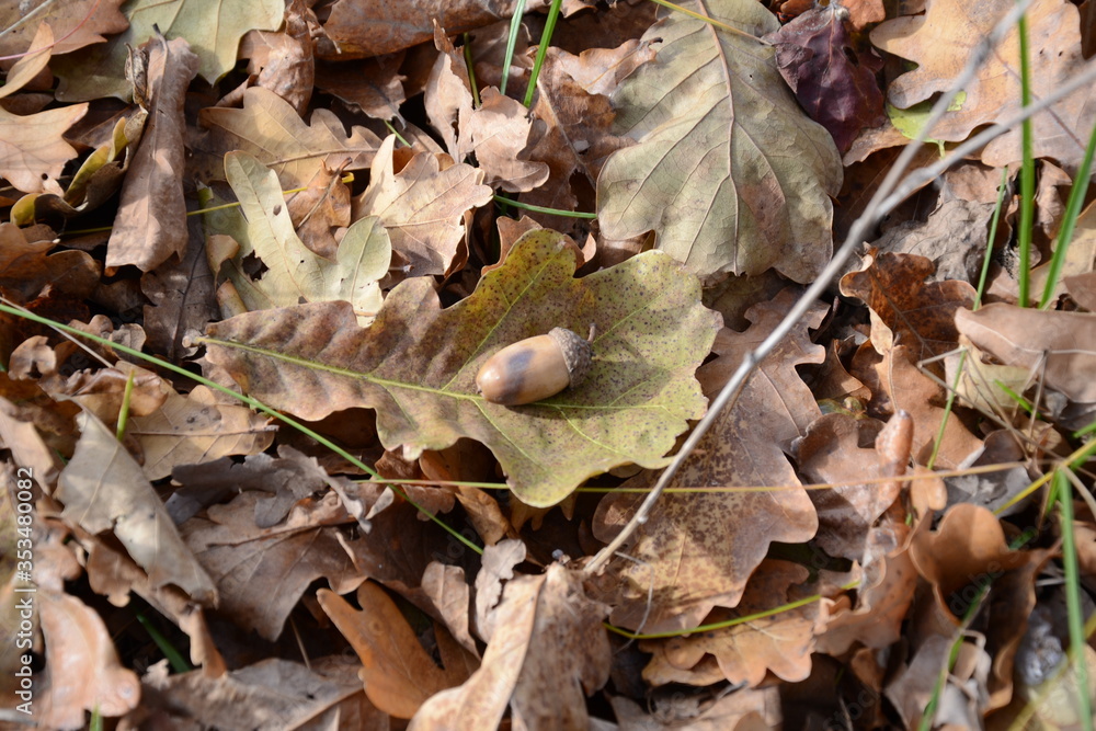 acorn on fallen leaves in autumn