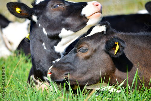 Cows Cuddling in Field
