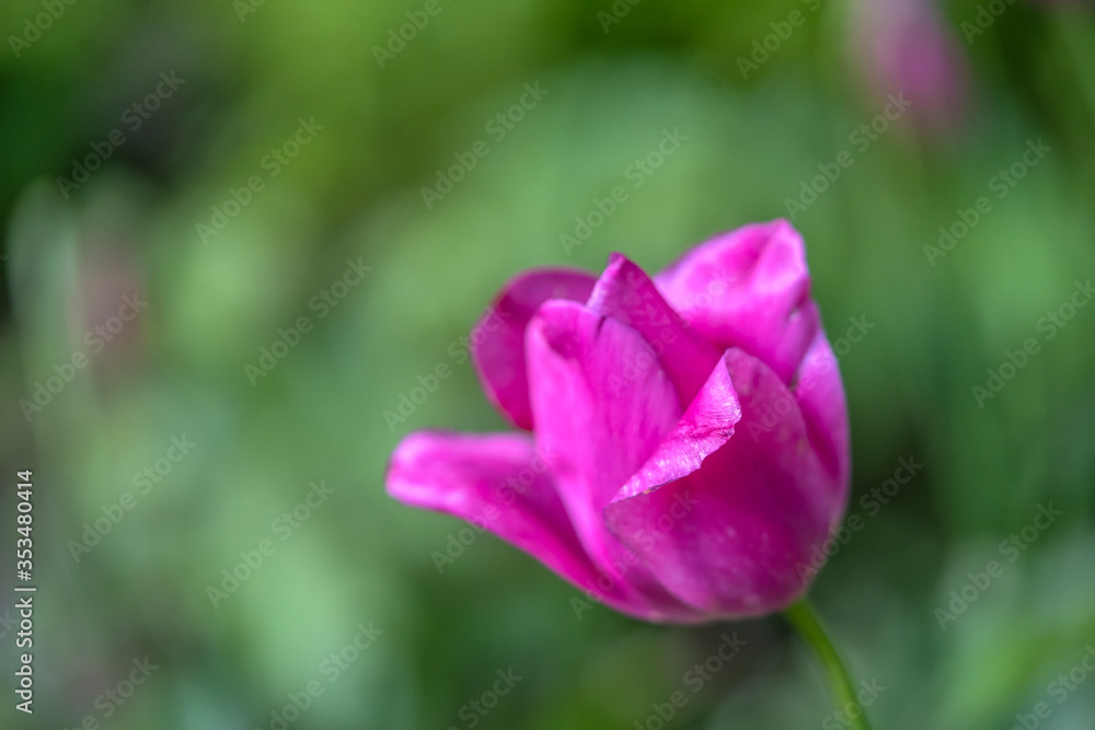 Tulip in public park, New York City Tulip in public park, New York City
