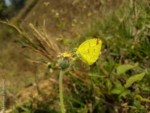 butterfly on a yellow flower