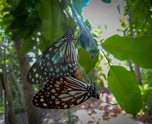 butterflies on a leaf having sex