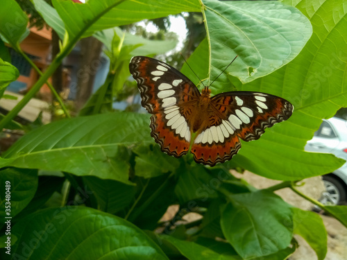 butterfly on a leaf