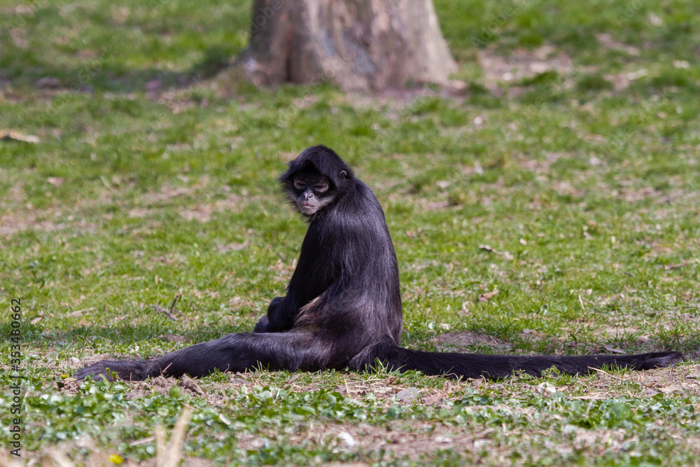 little wild black and white colobus monkey on the grass near the jungle in spring
little wild black and white colobus monkey on the grass near the jungle in spring