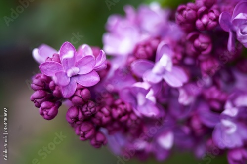 Lilac plant flowers and blossoms macro close up. Hight quality photo