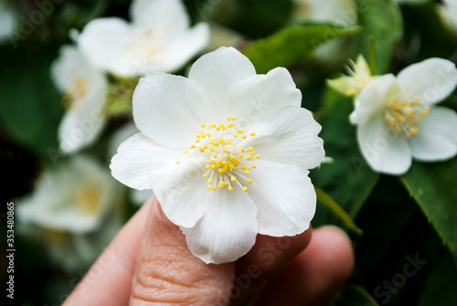 Unusual jasmine flower with eight petals. A flower in a female hand. Bring good luck.