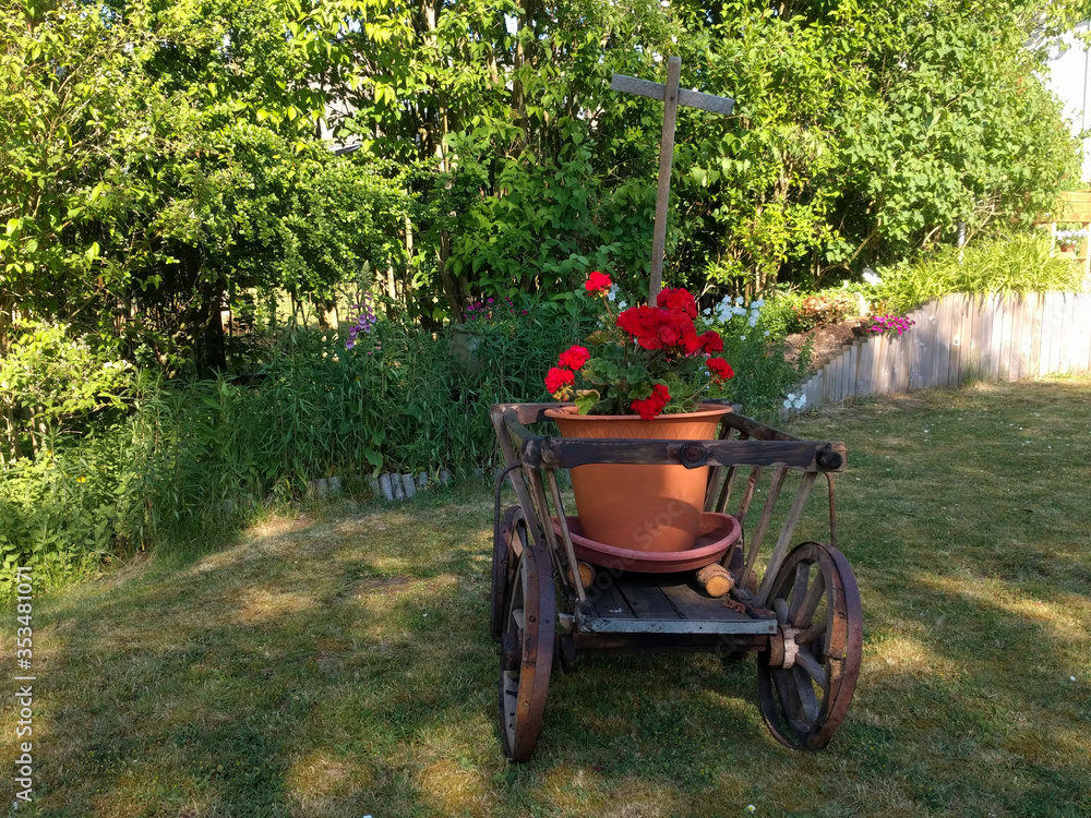 A rustic old wooden wheelbarrow filled with beautiful red flowers 