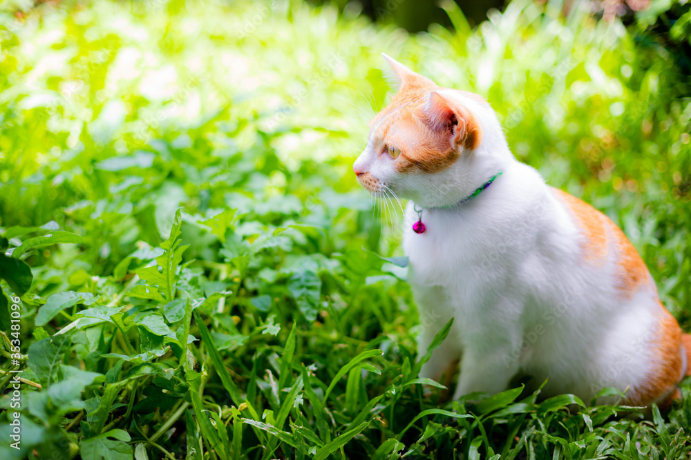 The white cat relax in the lawn. The white cat relax in the lawn.