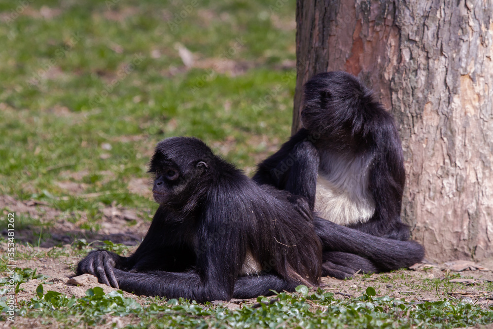 little wild black and white colobus monkey on the grass near the jungle in spring
little wild black and white colobus monkey on the grass near the jungle in spring