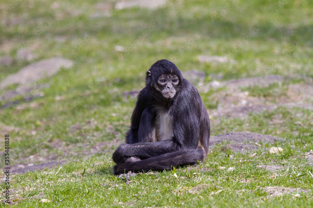 little wild black and white colobus monkey on the grass near the jungle in spring
little wild black and white colobus monkey on the grass near the jungle in spring