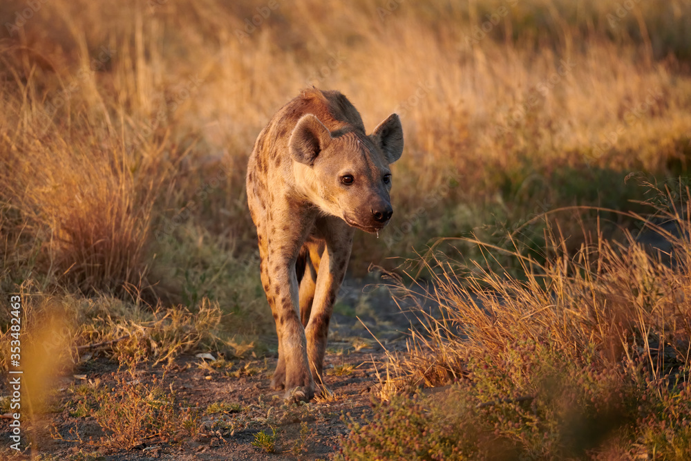 Spotted hyena (Crocuta crocuta) in the African savannah. Spotted hyena (Crocuta crocuta) in the African savannah.