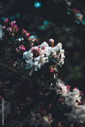 Solemn Rhododendron