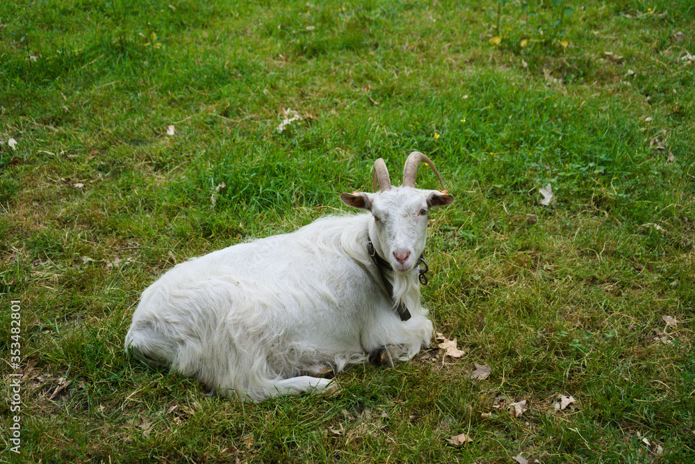 Fototapeta premium Old white goat resting on the grass